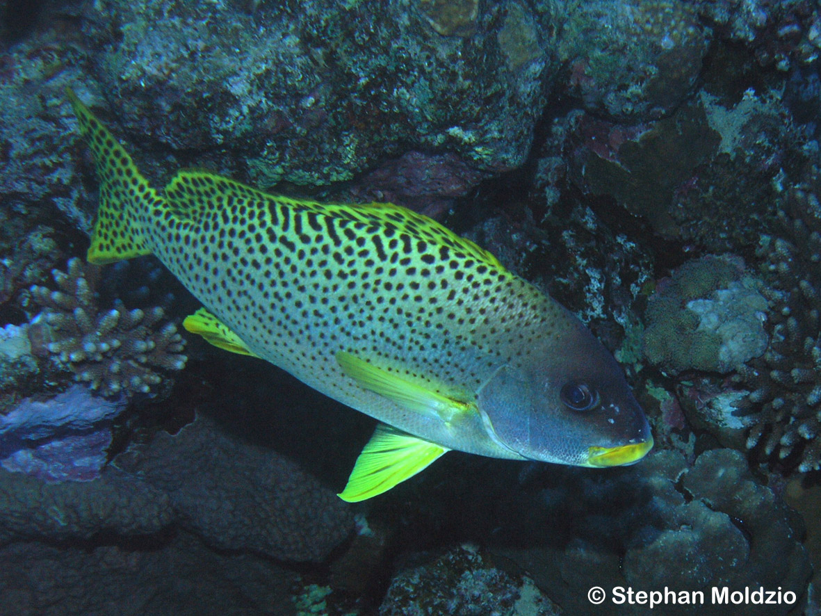 PER6 Plectorhinchus gaterinus P1017152.jpg